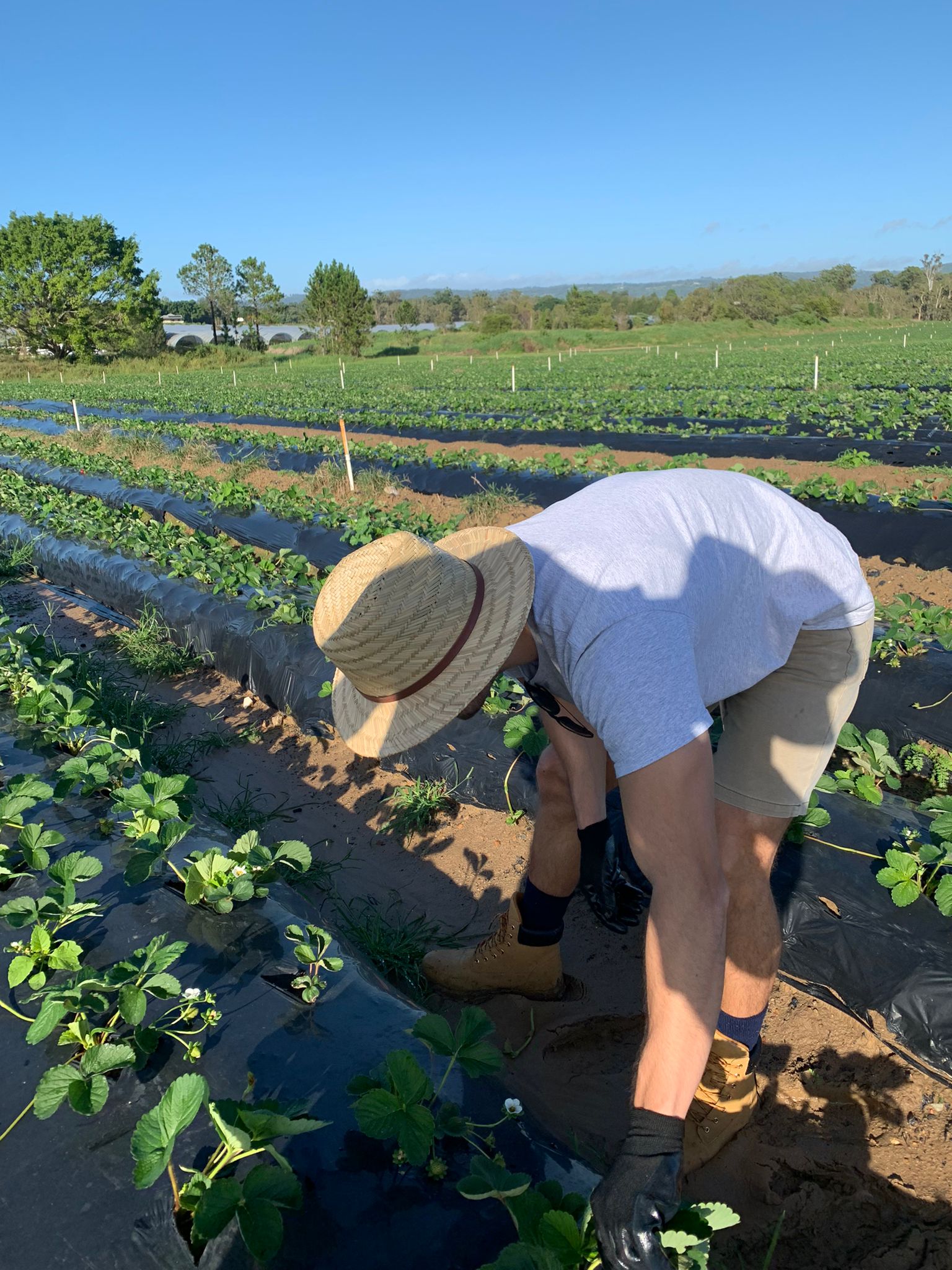 Víctor recogiendo fruta en una plantación durante uno de sus viajes